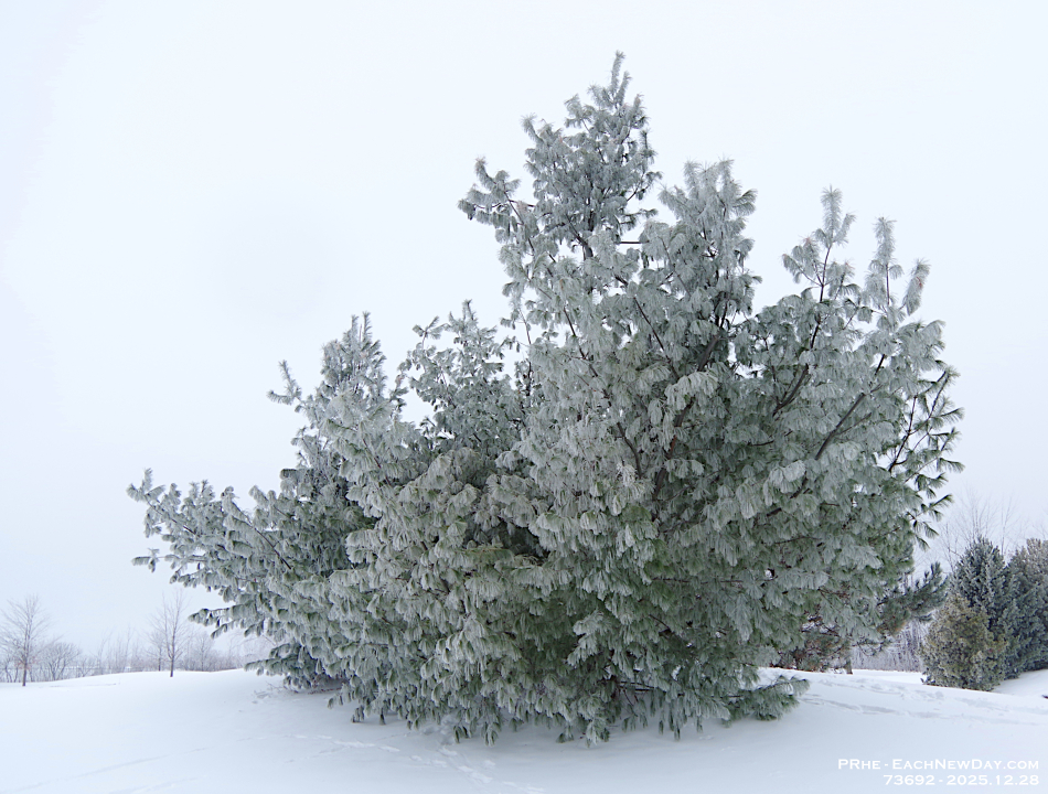 73692CrLeUsm - Enjoying the hoar frost and freezing rain